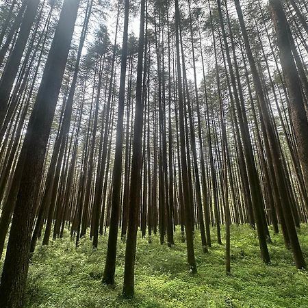 Deodar Village Homestay Devalsari Mussoorie Eksteriør billede