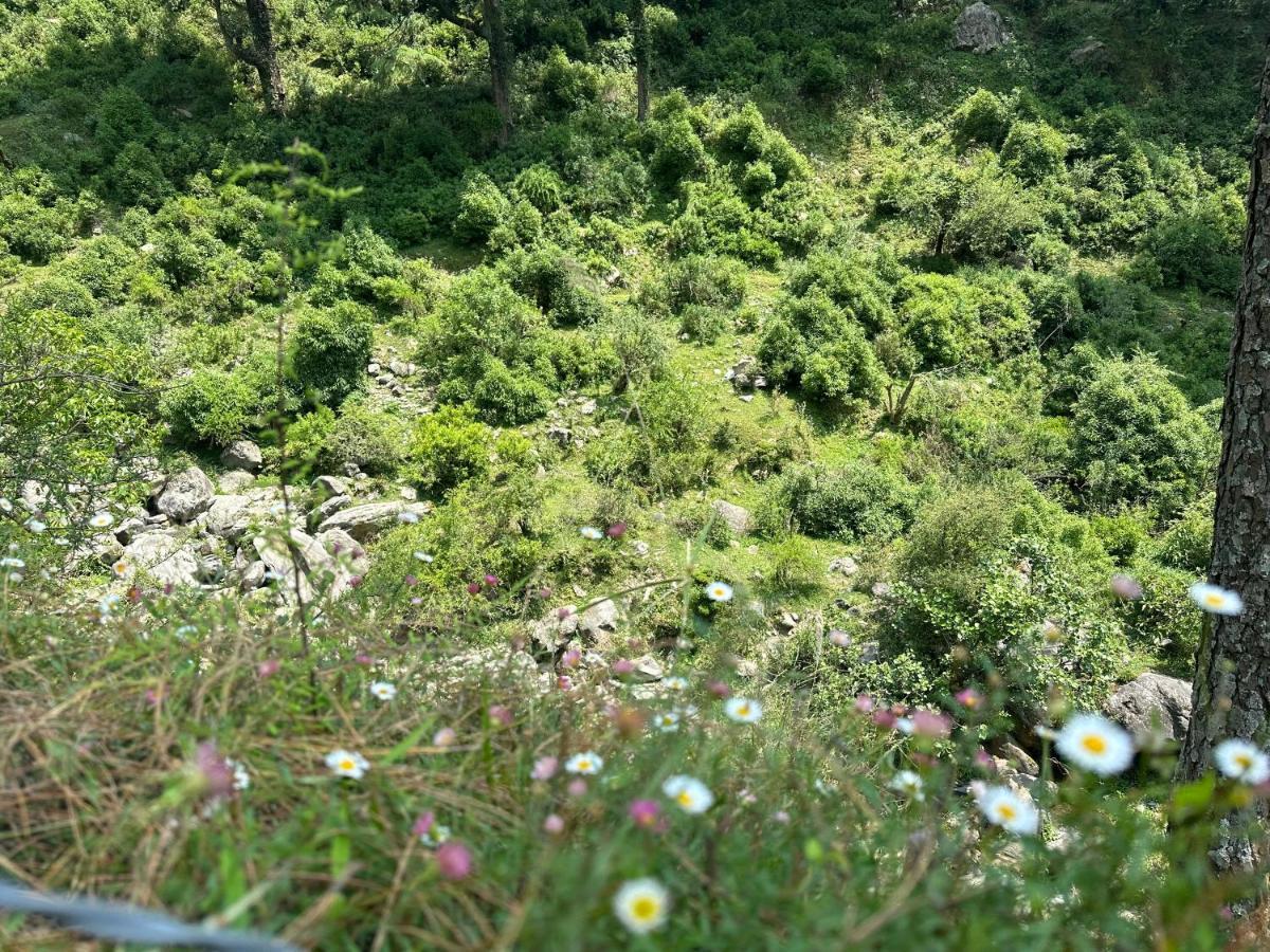 Deodar Village Homestay Devalsari Mussoorie Eksteriør billede