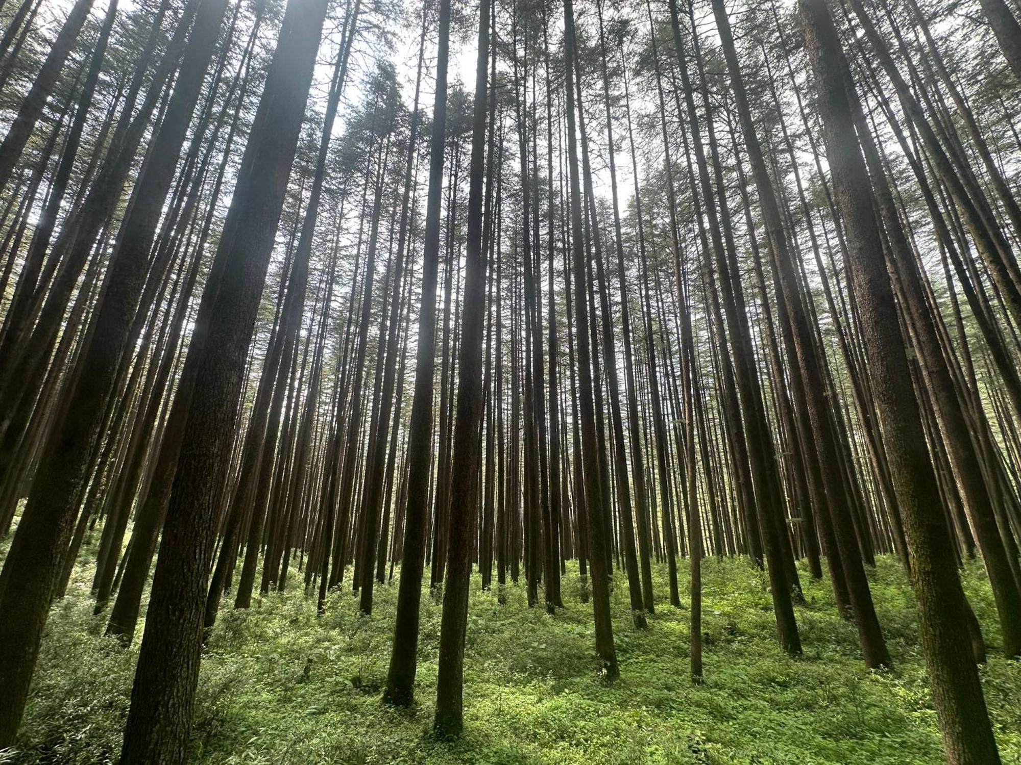 Deodar Village Homestay Devalsari Mussoorie Eksteriør billede
