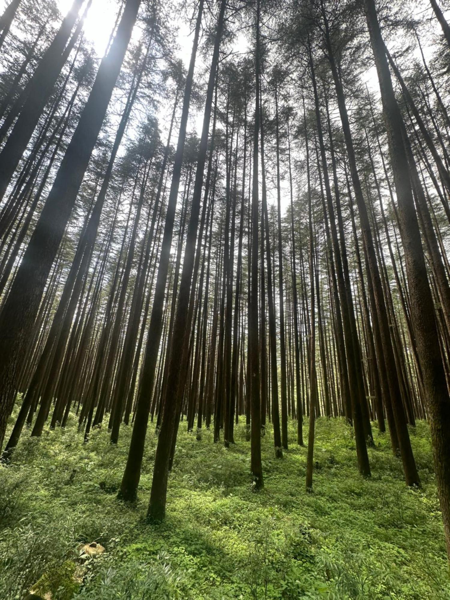 Deodar Village Homestay Devalsari Mussoorie Eksteriør billede